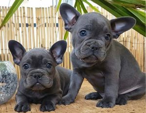 Französische Bulldogge Unsere wunderschönen Buldo Welpen ( 2Weibchen und 3 Rüde) suchen ein neues