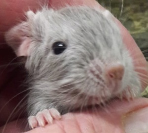 Degus suchen ein Zuhause ein Degu-Baby 