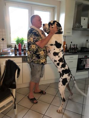 Mobiler Hundesitter Grossraum Traunstein  Bild 6