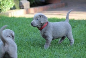 Wunderschönen Silber Labrador welpen aus HD-ED-PL- und gen. PRA-freier Zucht. 