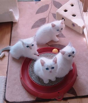 Bezauberndes, sehr anhängliches BKH-Kätzchen mit Ahnentafel 