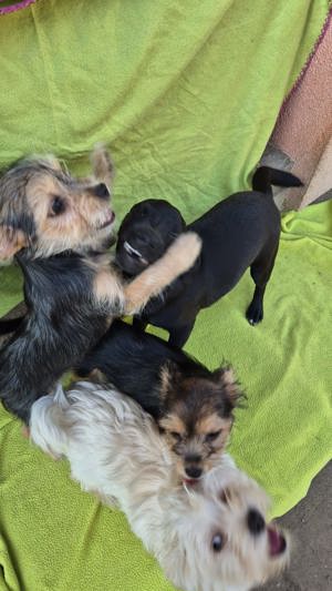 Tinky 4 Monate Yorkshire-Chihuahua Mix sucht liebevolles Zuhause