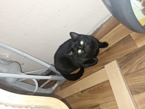 katze sucht dringend