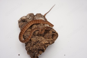 Morelia spilota ssp. Caramel Weibchen tripple 50% possible het Axanthic Granite Albino 