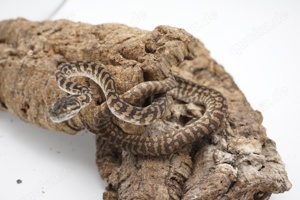 Morelia spilota ssp. Zebra Männchen tripple 50% possible het Axanthic Granite Albino 