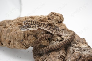 Morelia spilota ssp. Zebra Männchen tripple 50% possible het Axanthic Granite Albino 