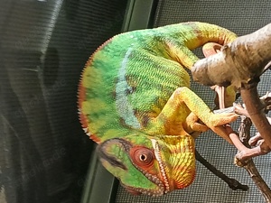 Chamäleon, Pantherchamäleon, furcifer pardalis  Mitzio