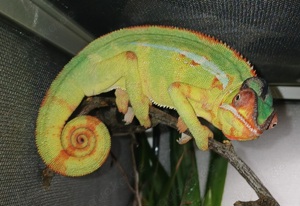 Chamäleon, Pantherchamäleon, furcifer pardalis nosy  Mitzio 