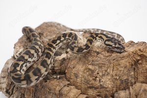 Morelia spilota ssp. Männchen tripple 50% possible het Axanthic, Granite, Albino 