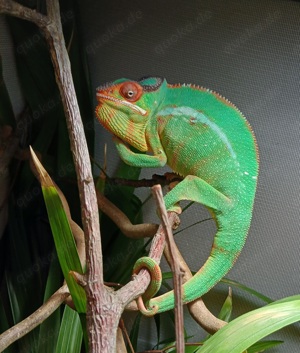 Chamäleon, Pantherchamäleon, furcifer pardalis nosy  Mitzio 