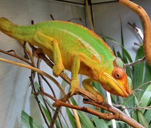 Chamäleon, Pantherchamäleon, furcifer pardalis nosy  Mitzio 