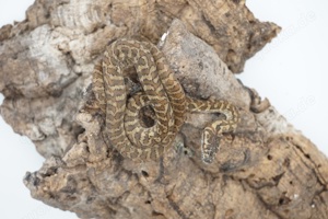 Morelia spilota ssp. Caramel Zebra Weibchen tripple 50% possible het Axanthic Granite Albino 