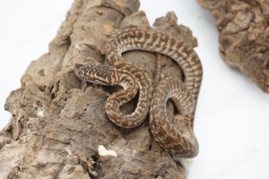 Morelia spilota ssp. Caramel Zebra Weibchen tripple 50% possible het Axanthic Granite Albino 