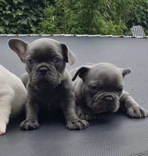 Französische Bulldoggen Welpen mit Ahnentafel