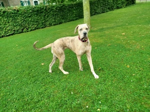 deutsche Dogge Welpen 