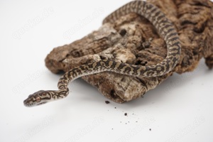 Morelia spilota ssp. Zebra Männchen tripple 50% possible het Axanthic Granite Albino 