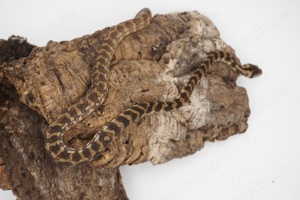 Morelia spilota ssp. Weibchen tripple 50% possible het Axanthic Granite Albino 