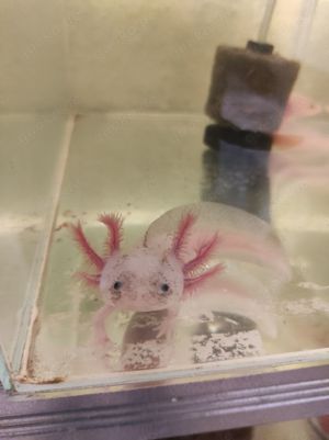 Axolotl Jungtiere, 15 cm groß 