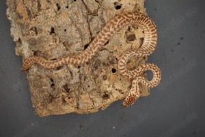 Morelia spilota ssp. Caramel Zebra Weibchen tripple 50% possible het Axanthic Granite Albino 