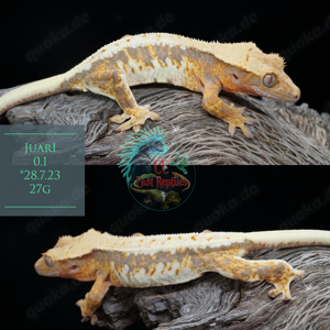 kronengecko c. ciliatus gecko 