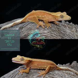 c. ciliatus rote kronengecko adult babys gecko