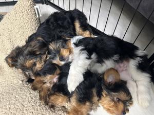 Biewer Yorkshire Terrier Welpen zu verkaufen