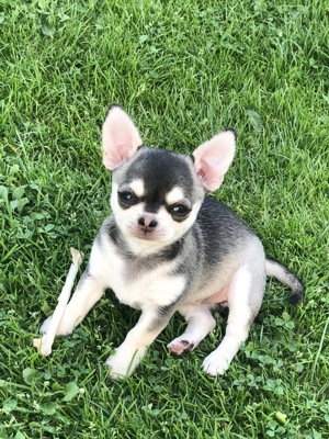 Chihuahua kurzhaar in Husky Zeichnung 