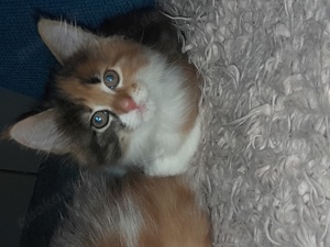 4 Zauberhafte Kitten Maine Coon Mix