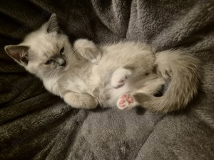 Ragdoll Kitten 