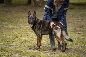 *ZAZU* ein Malinois-Schäferhund der Leistungslinie