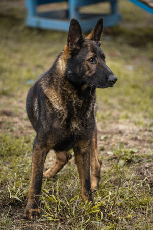 *ZAZU* ein Malinois-Schäferhund der Leistungslinie