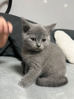 Britische Kurzhaar Katze Kitten 