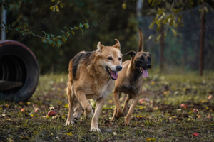 *JULICA* sucht eine aktive und unternehmungslustige Familie