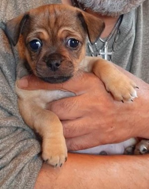 Chihuahua Mix Welpe