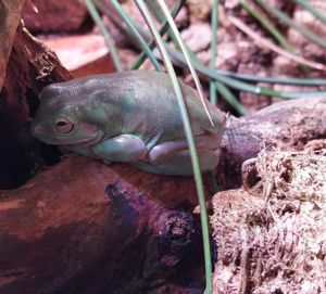 Litoria caerulea - Korallenfinger 1.1   