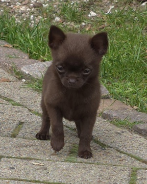 Chihuahua Pomeranian, Pomchi Mädchen in schoko 