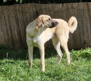 Kangal Rüde sucht neues Zuhause