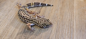 Leopardgecko 