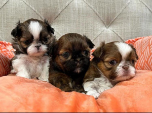 Shih tzu mini welpen