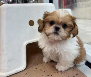 Shih tzu mini welpen