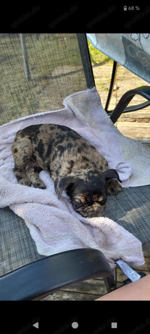 Französische Bulldogge Mops Mix Rüde 