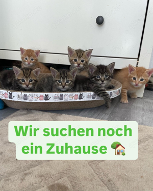 7 Kitten suchen ein zuhause 