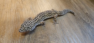 Leopardgecko Weibchen