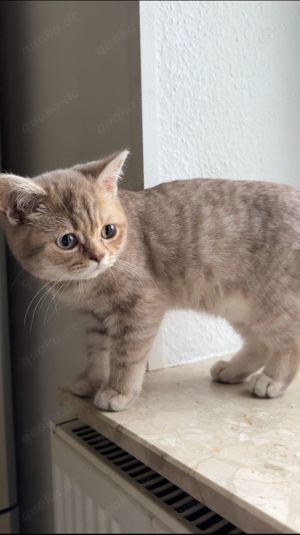 Knuffiger Britisch Kurzhaar Kater