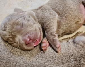 Labrador Welpen in silber mit Papiere