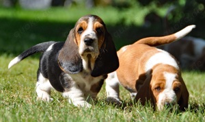 Basset Hound Welpen dürfen ausziehen 