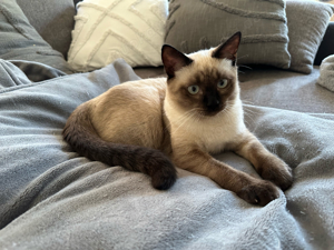 BKH x Ragdoll Mix Kater