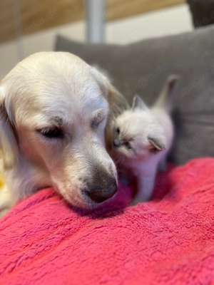 BKH baby katzen ,kitten , reinrasig zum verlieben :) 