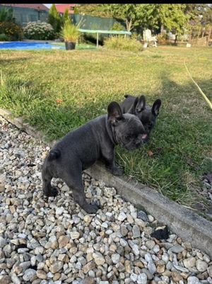 Kleine süße Französische Bulldogge welpen