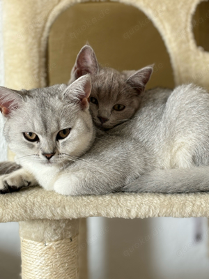 2 Katzenmädels suchen neues Zuhause